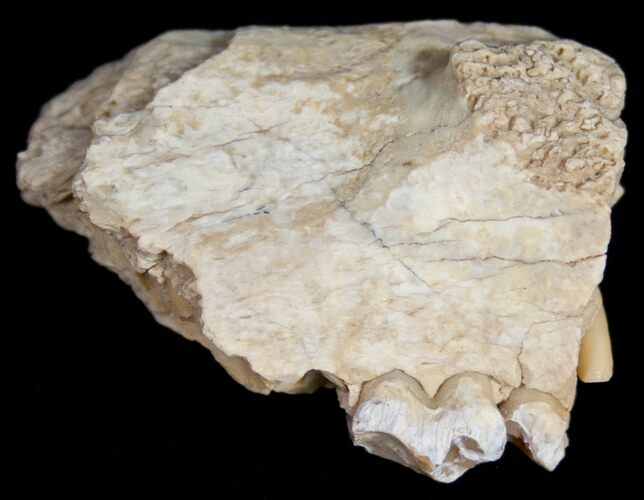 Oreodont (Merycoidodon) Jaw Section - South Dakota #10534